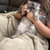 **SOLD**Persian kitten 