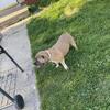 bully