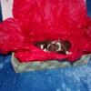 AKC Box of Chocolates  Tiny Chihuahua Puppies