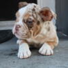 Old English Bulldog