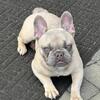 Zyra AKC French bulldog puppy