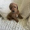 Service dogs puppies puppy Goldendoodles