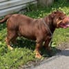 American bully male rehome