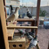 Breeding American Union banded pigeons for Racing/Fun