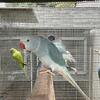 Blue Cleartail Indian Ringneck 