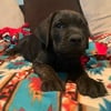 ICCF registered cane corso puppies