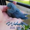 Parrotlet Baby Female 
