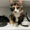 FREE - Sweet Calico Cat