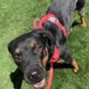 Rehoming Rottie mix. Harmony is 1, energetic, and tons of fun! She is 60 pounds and up to date on all of her shots.