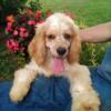 Cocker spaniel males looking for homes