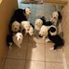 Old English sheepdog puppies for sale.