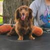 Long Hair Miniature Dachshund / Stud Service Only