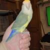 Amazing Pet Lovebird Baby