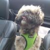 "Zoomer" 2yr old Shih Tzu /Toy Poodle Shih-poo, Male