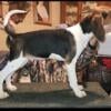 Ukc/Akc reg treeing walker puppies