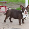 Chocolate bully for sale