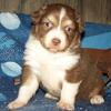 Australian Shepherd puppies available for rehoming