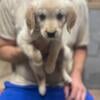 Reduced! Golden Puppies