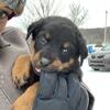 AKC Reg Rottweiler puppies 