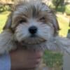 Loveland ohio Morkie puppies for sale! (Yorkie and Maltese mix)