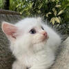 Ragdoll Kittens blue eyes 