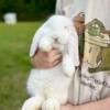 Super sweet female French lop bunny rabbit