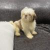 Shih-tzu puppies SOLD