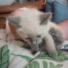 Female Siamese kitten available lilac point