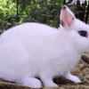 Netherland dwarfs - Reduced!