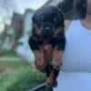 8 week old male Rottweiler puppy