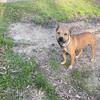 3 year old male double Jenkins / jeep sorrell bolio / triple A