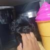 Shih tzu puppies for sale