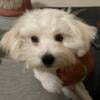 Male and female Maltese puppies for sale