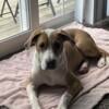 6 month old large mixed breed looking for rehoming