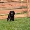 AKC male and female Cavalier king Charles spaniels