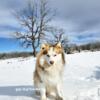 Beautiful Pomsky puppies