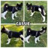 CASSIE - female akita puppy, born 6-20-24