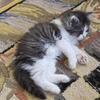 Female Siberian kitten