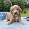 F1b Goldendoodle Macchiato Male