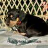 Beautiful mini doxies ready for your lap Mid Nov