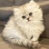 SOLD~British longhair kittens