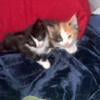 Beautiful kittens ready for a new loving!