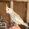 Male, White-face/Cinnamon Cockatiel