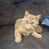 Red Spotted Tabby Male Exotic Shorthair