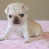 AKC Health Tested Pug puppies in Dallas, Tx