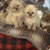 Purebred Ragdolls Mink and Traditional