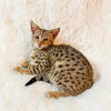 Stunning F2 Savannah Kittens Ready Now