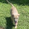 Boerboel mixed Weimaraner/cane carso