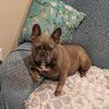 5 y.o. Isabella lilac registered and microchipped French Bulldog