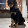 Gorgeous Tibetan Mastiff/Rottweiler 1 male and 1 female